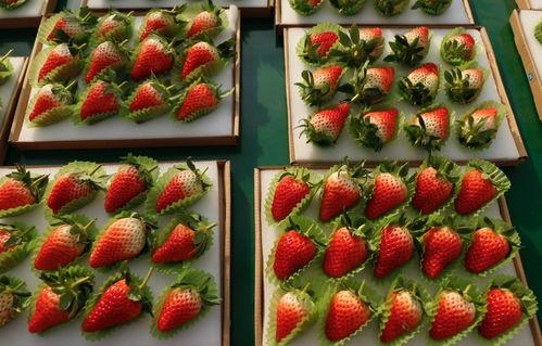 国产草莓在线,甜蜜滋味,绿色健康新选择 第3张 国产草莓在线,甜蜜滋味,绿色健康新选择 第3张